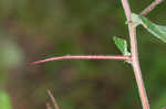 Dwarf hawthorn